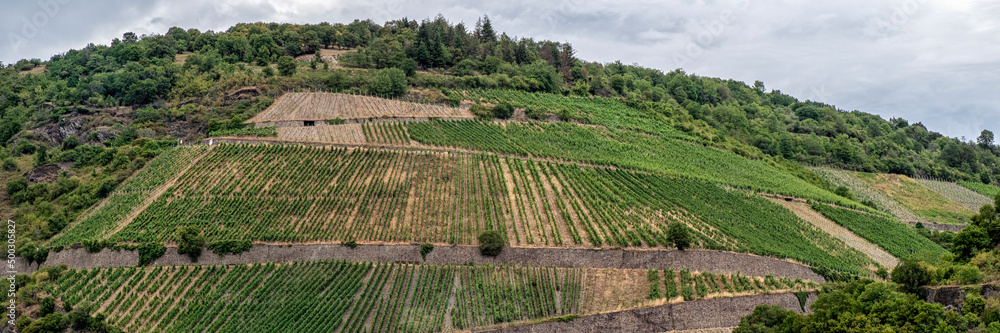 Panorama view of vineyards on the banks of the River Rhine in Germany