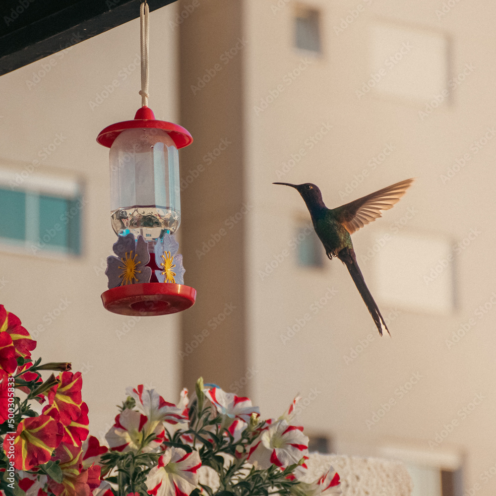Obraz premium A flying hummingbird by the feeder with colorful flowers and a building in the background 