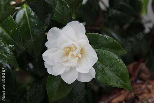 The white flowers are soaked with rain and snow after the snow falls.