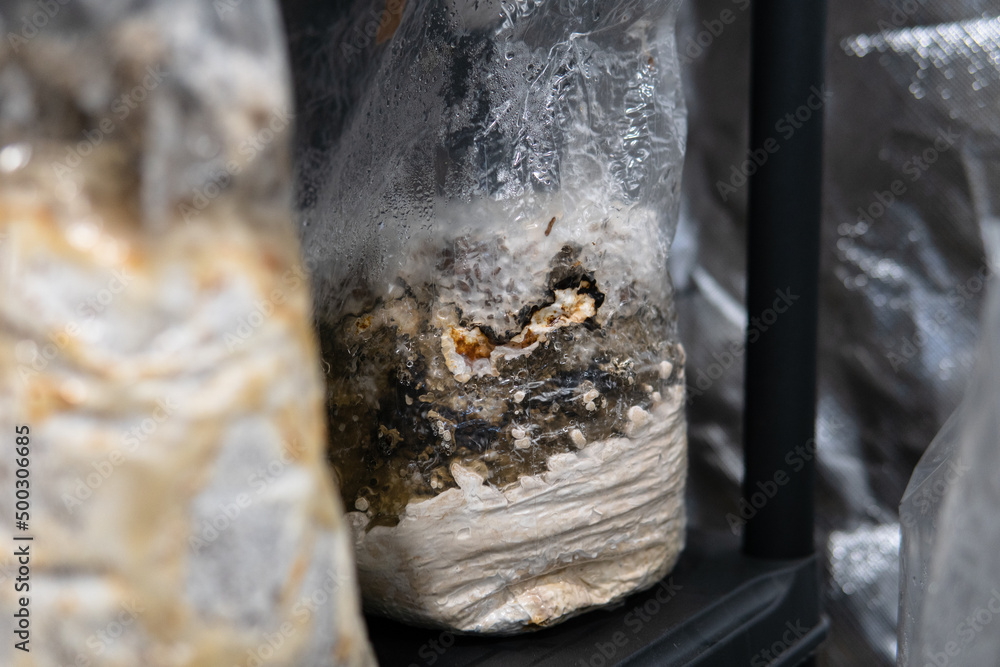 growing mushrooms in plastic bags. Cultivation of exotic mushrooms growing mushrooms in plastic bags. Cultivation of exotic mushrooms