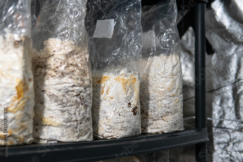 Εκτύπωση καμβά growing mushrooms in plastic bags