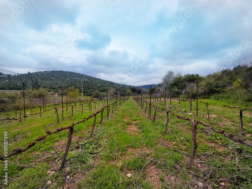 vineyard in autumn