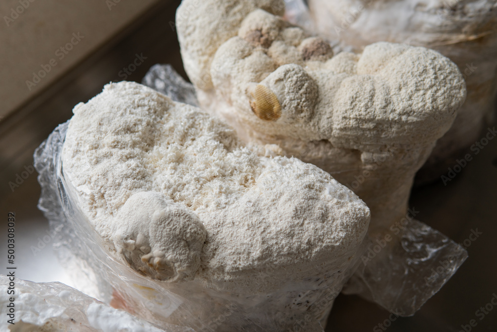 Hericium erinaceus medicinal mushroom nootropic. Fruiting bodies of Hericium erinaceus prepared for reception Hericium erinaceus medicinal mushroom nootropic. Fruiting bodies of Hericium erinaceus prepared for reception