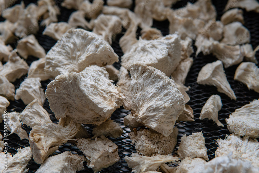 Hericium erinaceus medicinal mushroom nootropic. Fruiting bodies of Hericium erinaceus prepared for reception Hericium erinaceus medicinal mushroom nootropic. Fruiting bodies of Hericium erinaceus prepared for reception