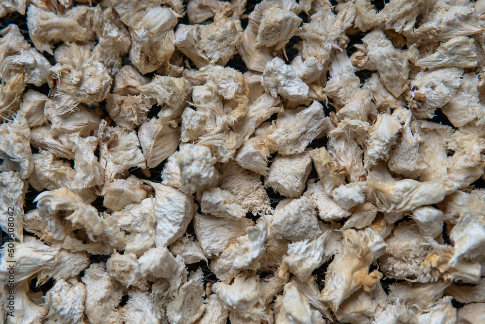 Hericium erinaceus medicinal mushroom nootropic. Fruiting bodies of Hericium erinaceus prepared for reception