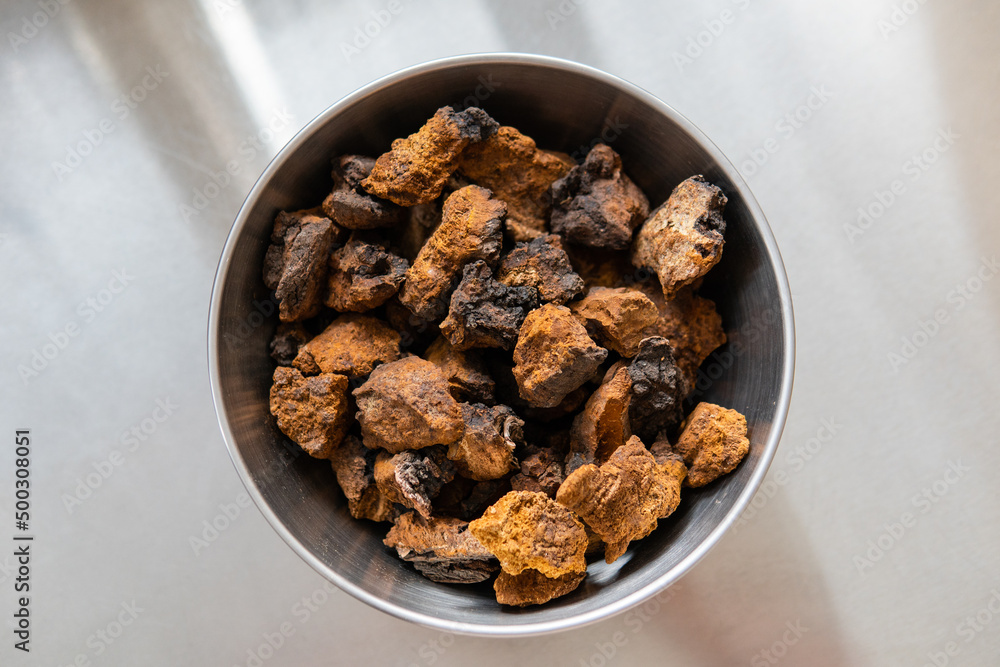 Obraz premium Chaga mushroom. Medicinal chaga mushroom. Inonotus obliquus