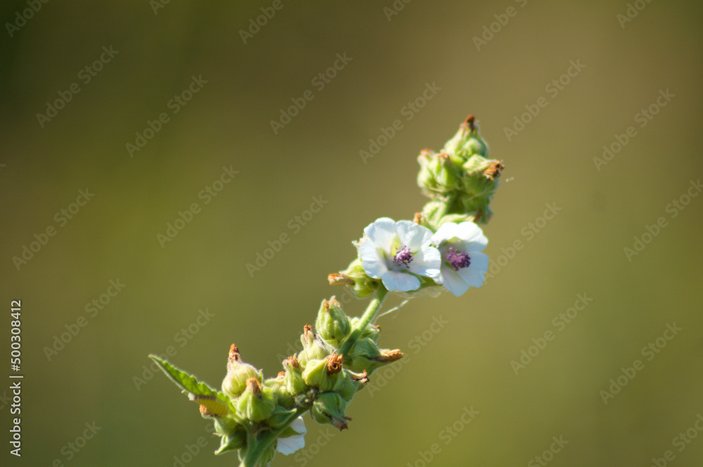 Closeup of marsh-mallow flowers with green blurred background