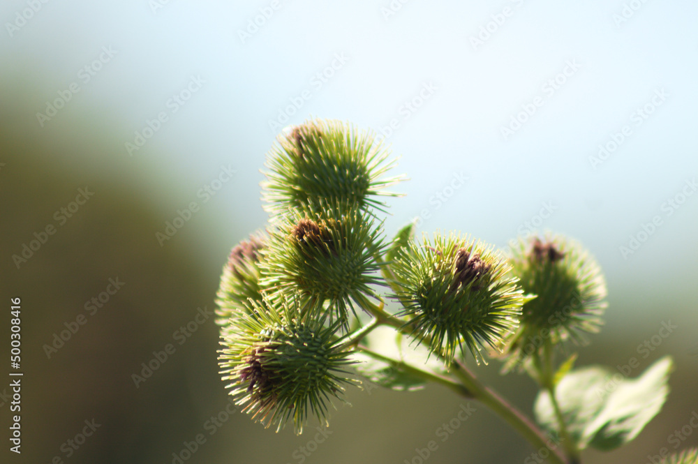 Closeup of lesser burdock buds with blurred background Closeup of lesser burdock buds with blurred background