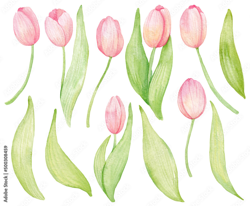 Obraz premium watercolor pink tulips set isolated elements