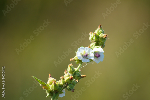 Closeup of marsh-mallow flowers with green blurred background