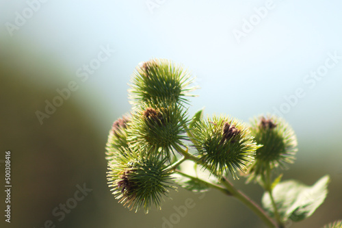 Leinwand Poster Closeup of lesser burdock buds with blurred background