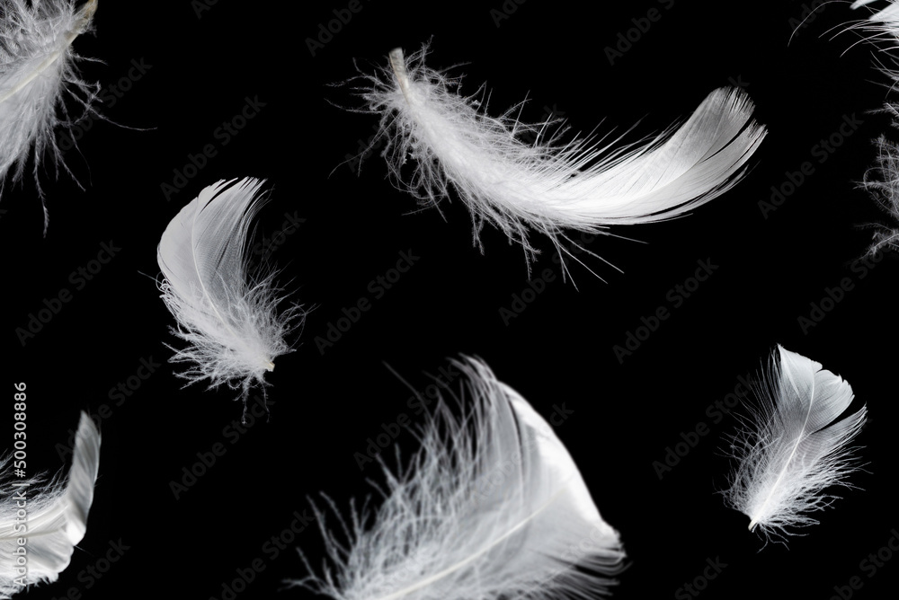 White feather isolated on a black background. White feather isolated on a black background.