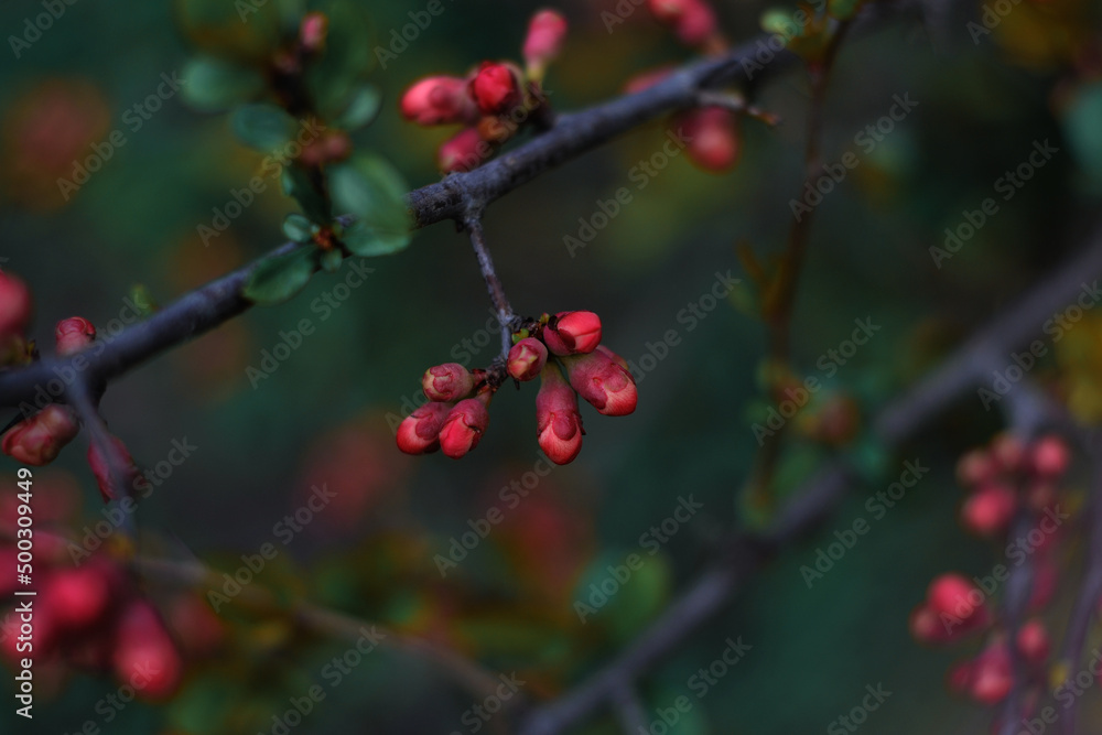 tree branch with blooming flowers