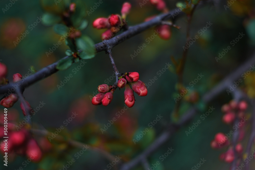tree branch with blooming flowers tree branch with blooming flowers