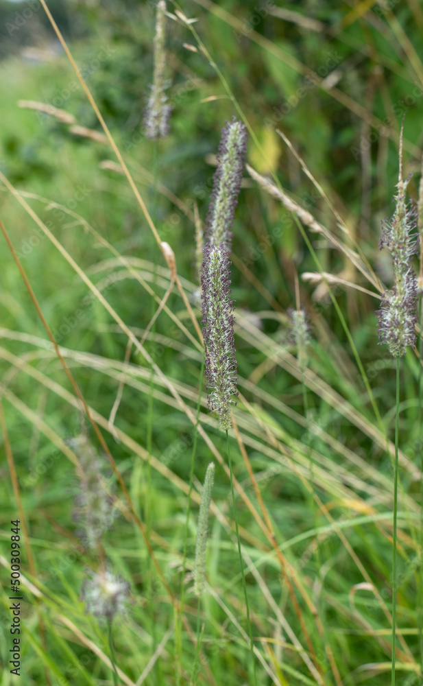 close-up of a blooming meadow foxtail grass