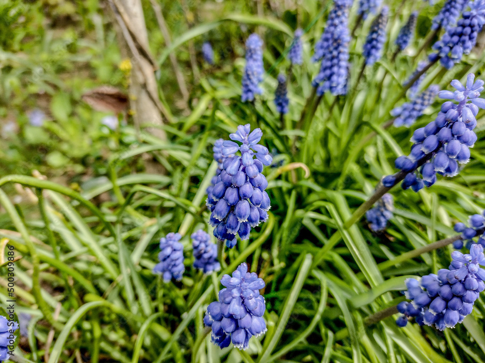 Grape hyacinth (Muscari armeniacum) in the spring Grape hyacinth (Muscari armeniacum) in the spring