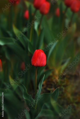 red tulip in the park .macro photo