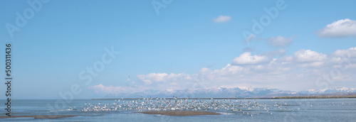 石狩川河口のカモメの群れ（A flock of seagulls at the mouth of the Ishikari River）
