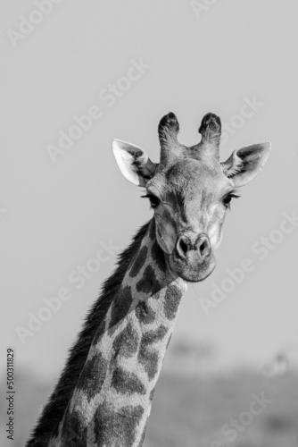 Canvas Print Giraffe Portrait Up Close in Black and White