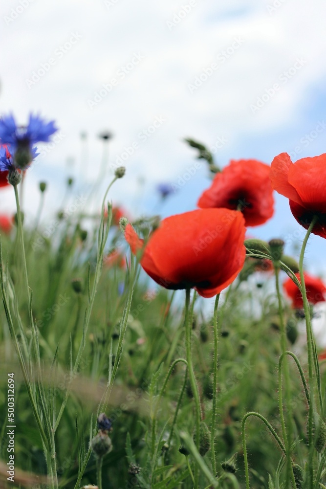 Obraz premium Bienennahrung