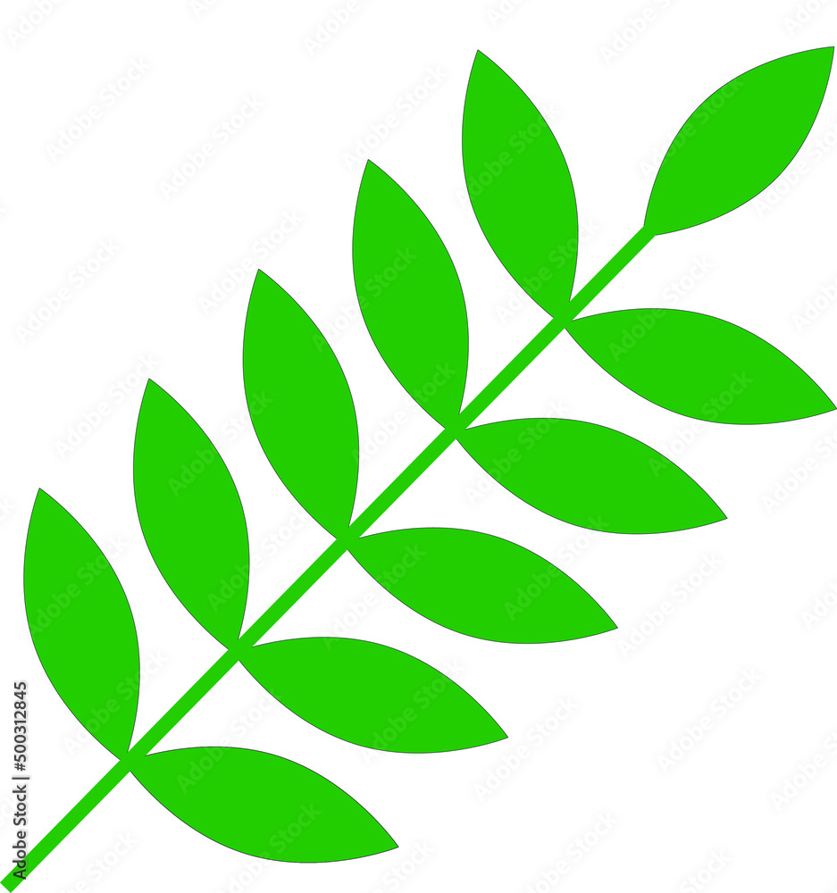 Fototapeta premium Tree branch with leaf on white background 