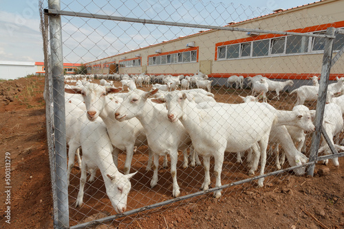 White goats on a goat farm. Goat milk farm.