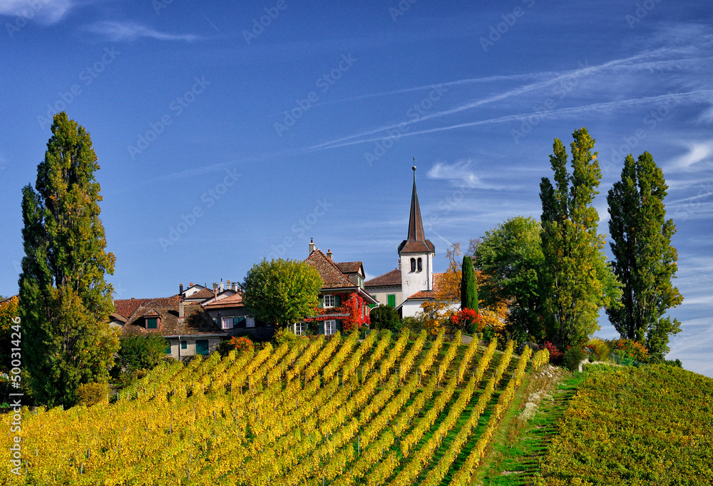 Village Fechy, autumn landscape, wine grapes harvest time, Romandy - French speaking part of Switzerland, La Cote Vaudoise, Fechy, Morges district, canton Vaud, Switzerland, Europe
