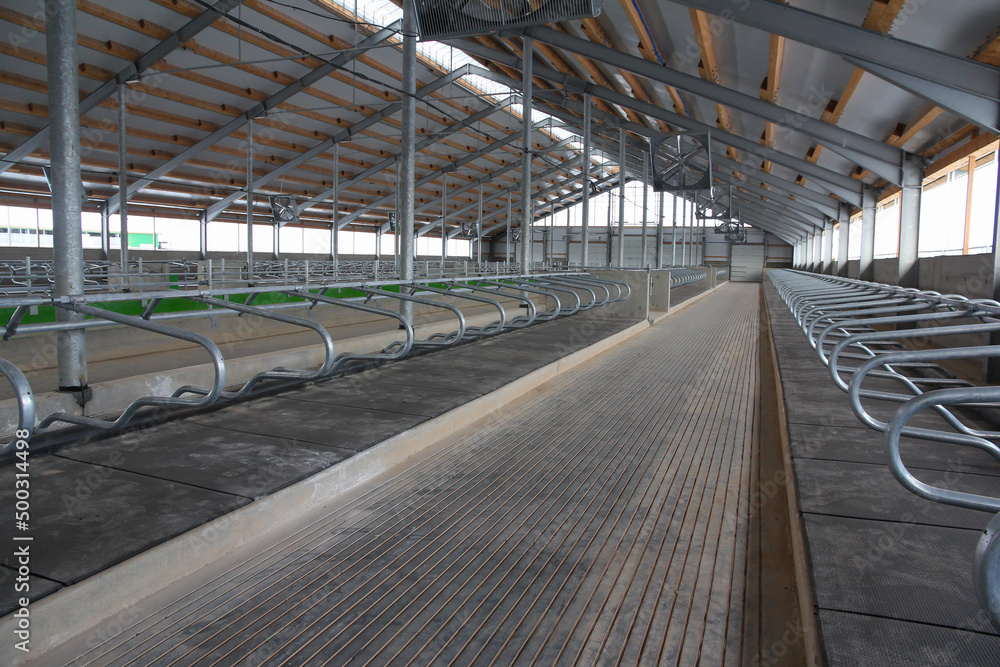 Naklejka premium Large cowshed for dairy cows in the final stage of construction