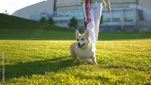 Girl walks with a naughty dog on a green lawn. Welsh dog corgi pembroke walks on a leash on a summer day in the bright sun. Naughty puppy is running on a leash