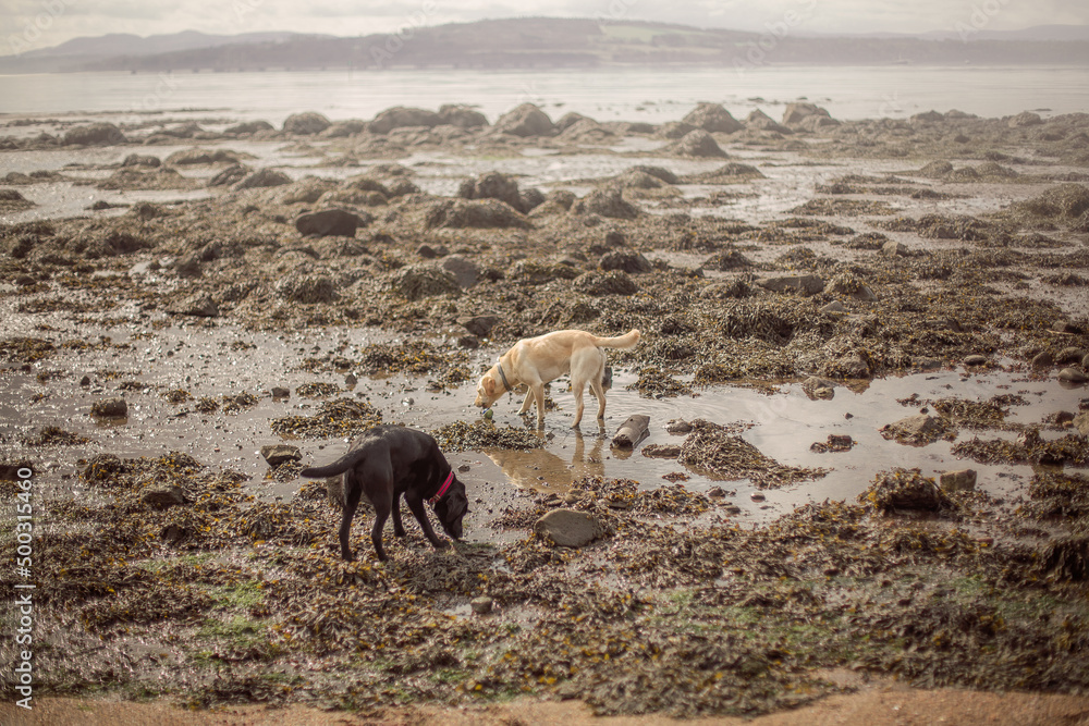 Fototapeta premium golden and black Labradors playing on a walk