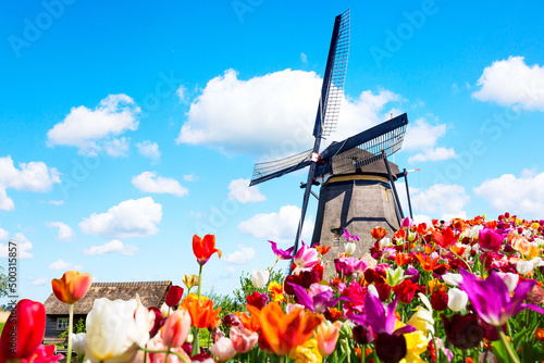 Colorful spring landscape in Netherlands, Europe. Famous windmill in Kinderdijk village with a tulips flowers flowerbed in Holland. Famous tourist attraction in Holland