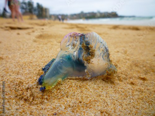 A venomous Blue Bottle (a jellyfish-like creature) washed up ashore and exposed on an Australian beach at the Pacific ocean  photo