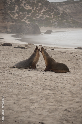 Australian fur seal males fight it out 