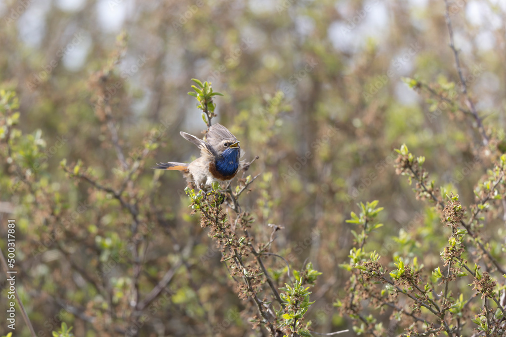 Bluethroat Luscinia svevica subsp. namnetum perching in Morbihan, France Bluethroat Luscinia svevica subsp. namnetum perching in Morbihan, France