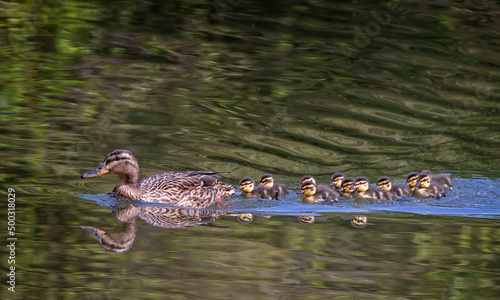 Foto Female Mallard on the water with 11 baby ducklings following in a row