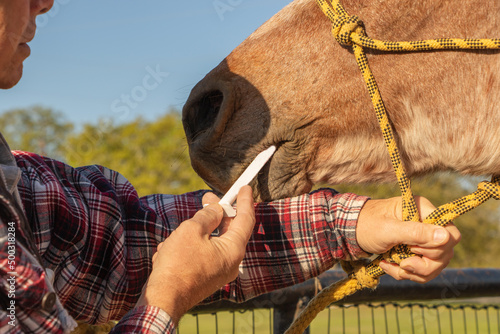 man giving medicine to a horse 