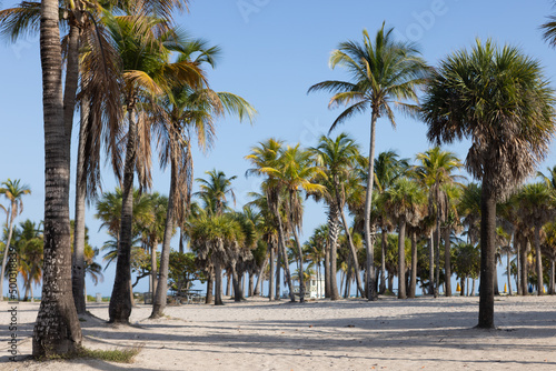 palm trees on the beach © Daria