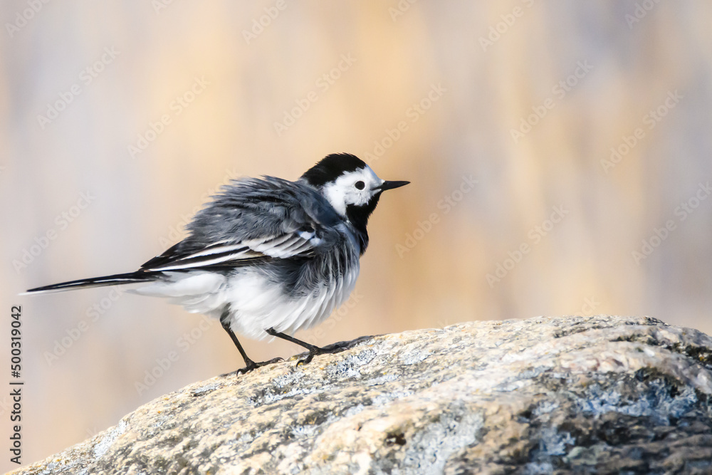 Selective focus photo. White wagtail bird. Motacilla alba. Selective focus photo. White wagtail bird. Motacilla alba.