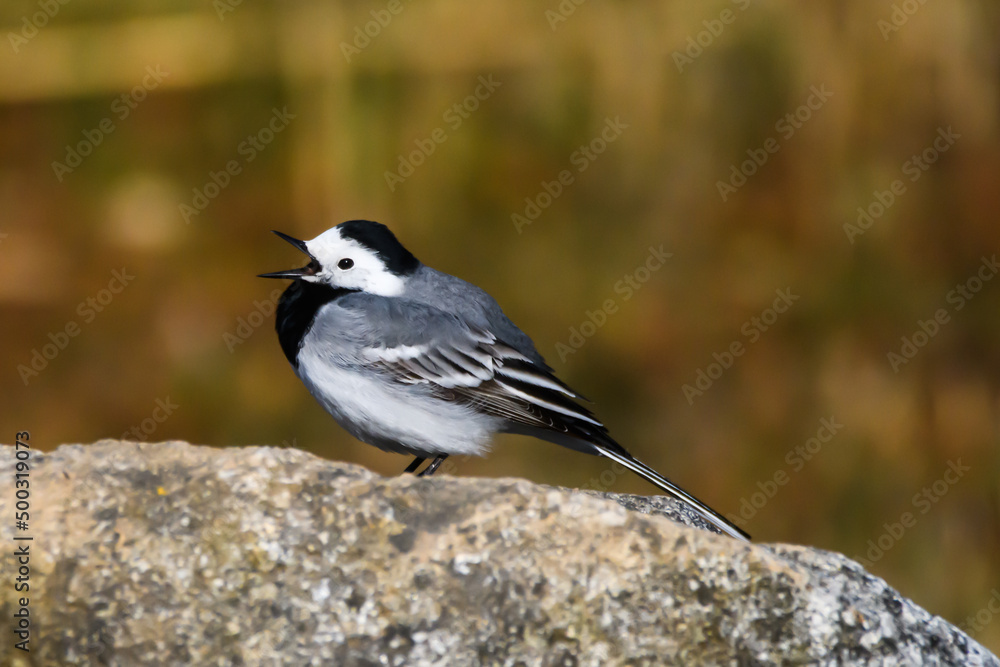 Naklejka premium Selective focus photo. White wagtail bird. Motacilla alba.