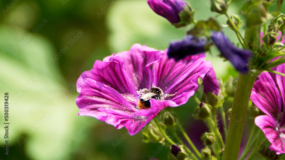 Hummel, Blüte, Malve, Biene, Pflanze, Frühling, Bees, Insekten, Insecta Hummel, Blüte, Malve, Biene, Pflanze, Frühling, Bees, Insekten, Insecta