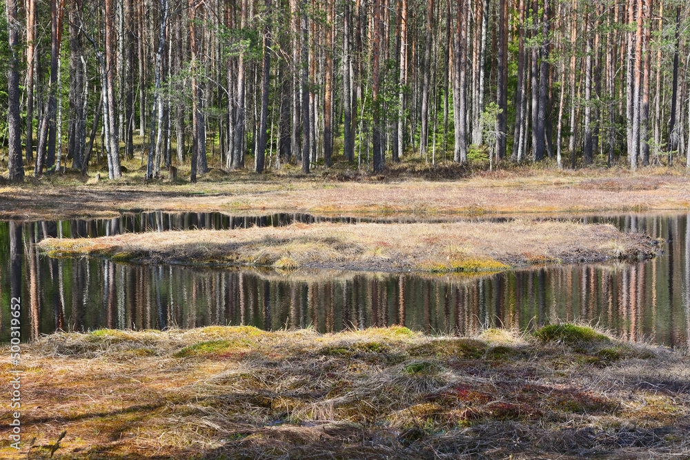 Forest bog in summer season Forest bog in summer season