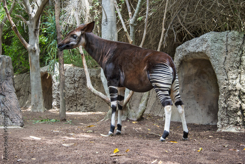 Okapi (Okapia johnstoni) stands in forest paddock. Okapi is found in Ituri rainforest, Democratic Republic of the Congo