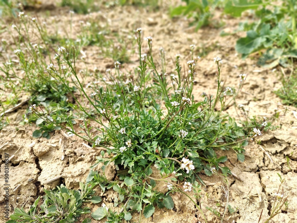 field_plant field_plant