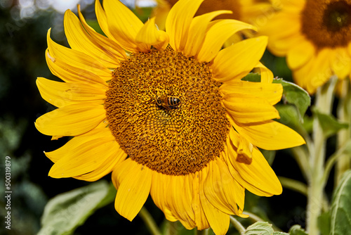 Hummel, Blüte, Sonnenblume, Biene, Pflanze, Frühling, Bees, Insekten, Insecta, Gelb