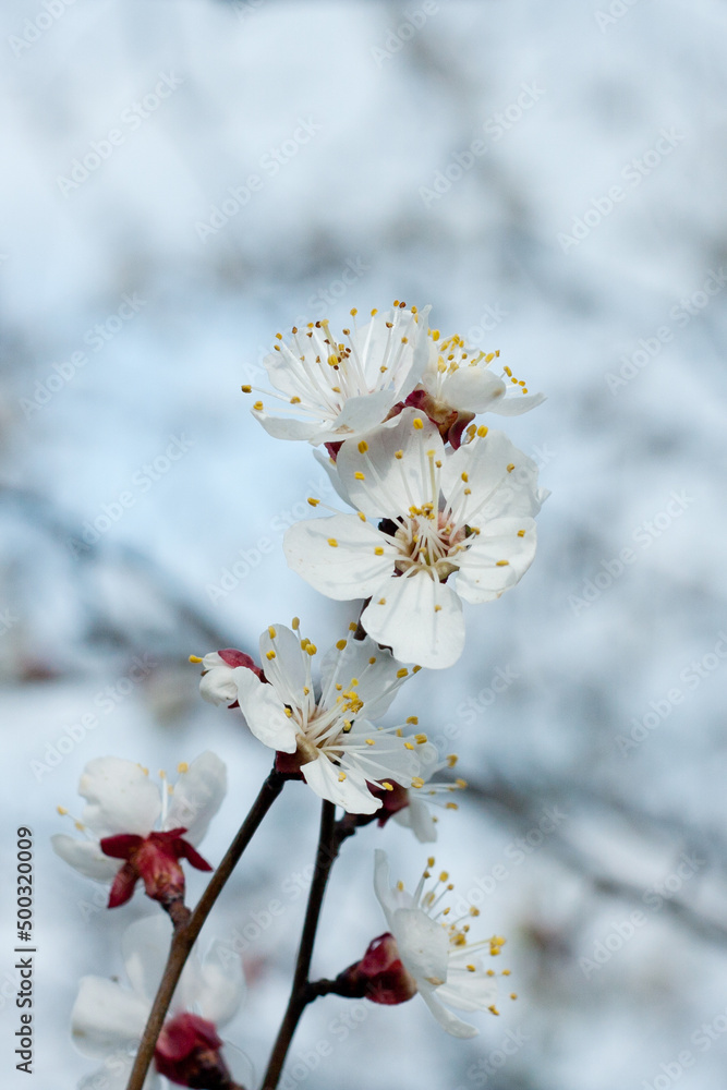 Obraz premium Spring background with delicate white apricot flowers closeup. Branches of blossoming apricot tree on blue background. Springtime. Easter and spring greeting cards. soft focus