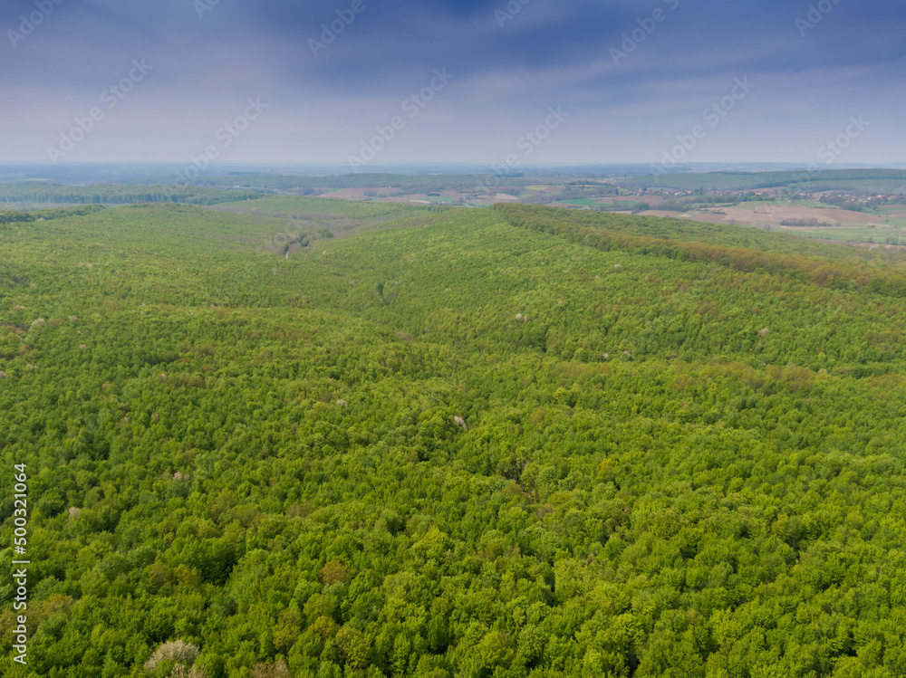 Beautiful forest on Bilogora, near village Zrinski Topolovac