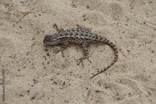 Small California lizard