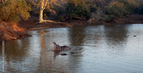 Male Common Hippopotamus displaying tusks in gaping mouth while in a lake in southern Africa