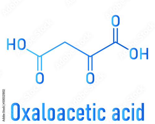 Oxaloacetic acid or oxaloacetate  metabolic intermediate molecule. Skeletal chemical formula.