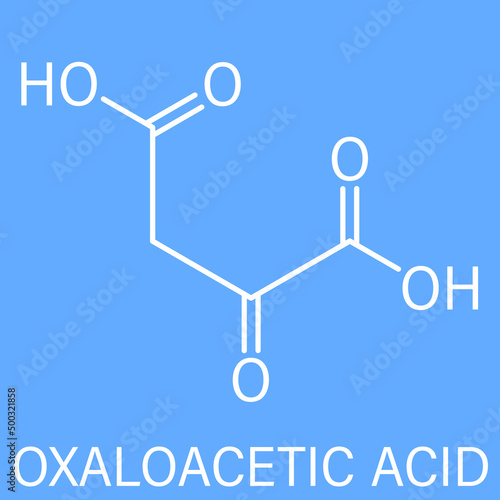 Oxaloacetic acid or oxaloacetate  metabolic intermediate molecule. Skeletal chemical formula.